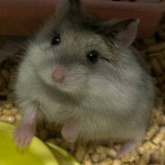 {}Fluffy's avatar