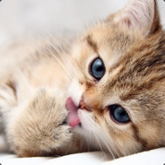 Have Sex With Animals