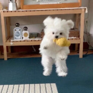 被拐卖的异世界小狗