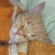 80.5kg kaban monster