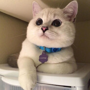 КотЛапаВРот's avatar