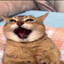 猫咪美美