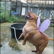 一口两个小学生