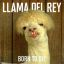 Llama Del Rey