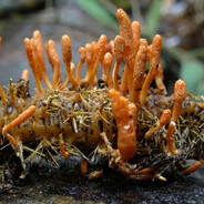 Cordyceps