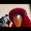 birb