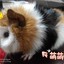 锦绣111222