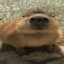 Capybara