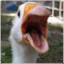 Sally the goose