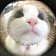 [RAGE]Эклерчик