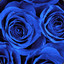 Blue Roses