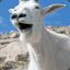 Hallucinating Mountain Goat