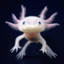 Axolotl