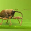 Spooky Weevil