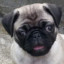 Blutt Pug