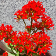 Igorgif avatar