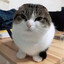 Steam avatar
