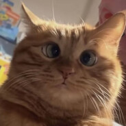 最棒的鱼鱼枕推销员