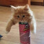 miau