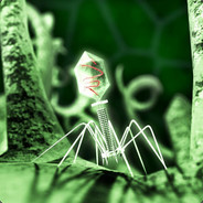 Animosity's Avatar