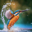 King Fisher the Wise Uberbird