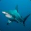 CarloShark