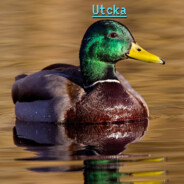 Utckin