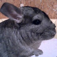 Chinchilla