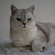 Advanced chat system 高级猫猫系統