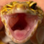 Geckos and Gaming