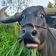 我爱用野牛牛牛