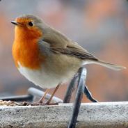 小溪最崇拜的人