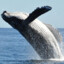 Whale