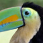 Toucan Sam