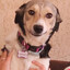 pet sarlas