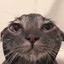 tacocat