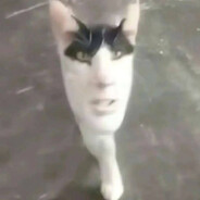КОТИК