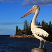 Pelican