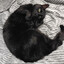 mycatlulu
