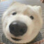Burr Doggo