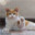 weirdo 拉猫