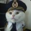 Captain Kitten