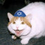 Jewish Cat