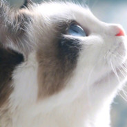 甲亢选手-初心丶