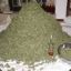 jack la weed !!!!!!!!!!!!!!!!!!!