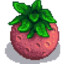 Stardew Melon