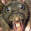 Rata de desague