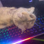 Avatar of ????RoKa_Style????