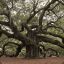 majestic oak