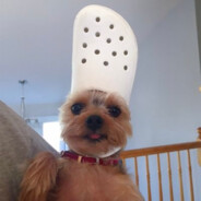 Croc Dog Disciple